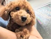 タイニープードル【茨城県・男の子・2023年5月9日・レッド】の写真2「とっても優しくて人懐こい子犬です。」