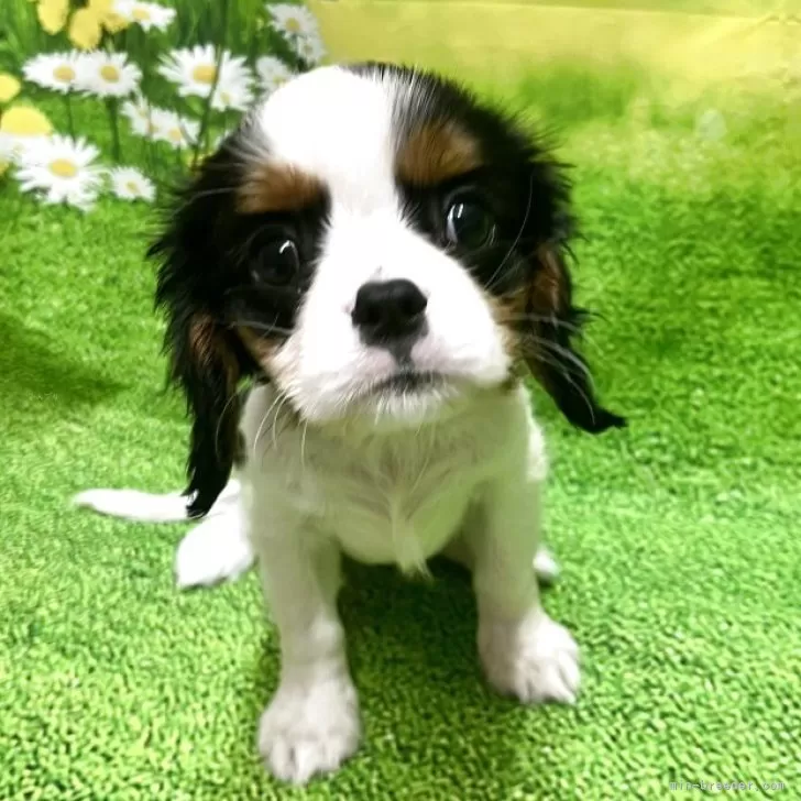 ID:2508-08278の子犬