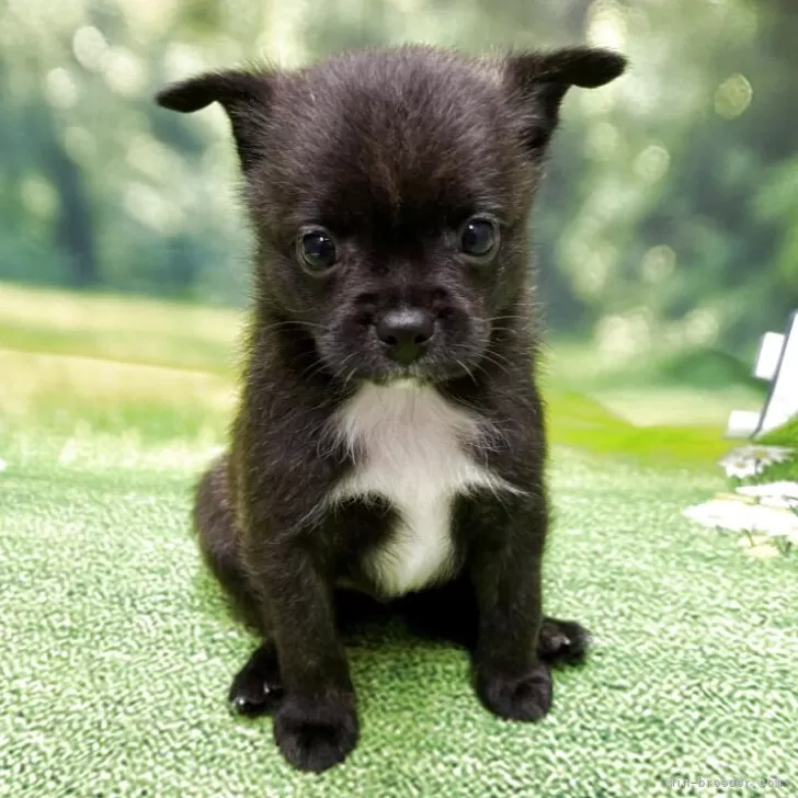 ID：2506-06840の子犬