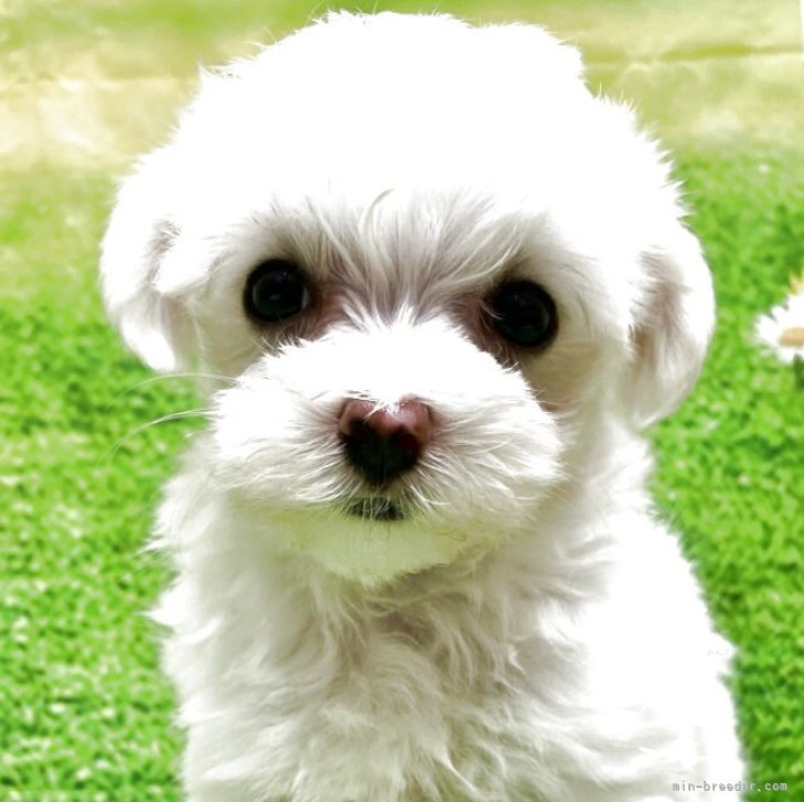 白黒犬様　制作費ページ Amazon.co.jp: 商標ファインアート犬用スクラッチボードXxvi by