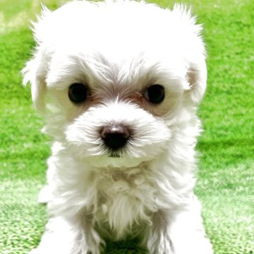 マルチーズ【栃木県・女の子・2025年7月21日・ホワイト】の写真「小柄タイプ💐成犬時2.0kg予想」