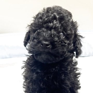 タイニープードル【栃木県・男の子・2025年10月20日・ブラック】の写真「愛嬌たっぷり男の子👦12/16まで限定掲載⛄️」