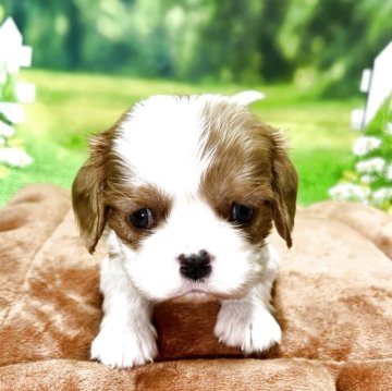 キャバリア【栃木県・女の子・2025年10月25日・ブレンハイム】の写真「タレ目のかわい子ちゃん😍小ぶりサイズ」