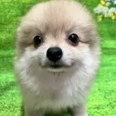 ポメラニアン