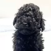 タイニープードル【栃木県・男の子・2025年10月20日・ブラック】の写真1