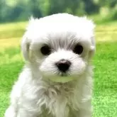 マルチーズ