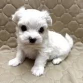 マルチーズ
