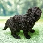 タイニープードル【栃木県・女の子・2025年10月20日・ブラウン】の写真5