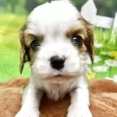 キャバリア【栃木県・男の子・2025年10月25日・ブレンハイム】の写真2