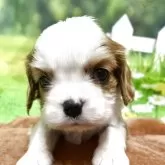 キャバリア【栃木県・男の子・2025年10月25日・ブレンハイム】の写真3