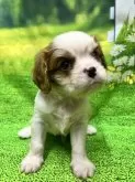キャバリア【栃木県・男の子・2025年7月22日・ブレンハイム】の写真6