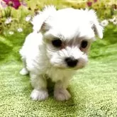 マルチーズ【栃木県・男の子・2025年11月17日・ホワイト】の写真4