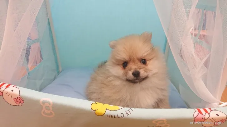 ID：2101-02007の子犬