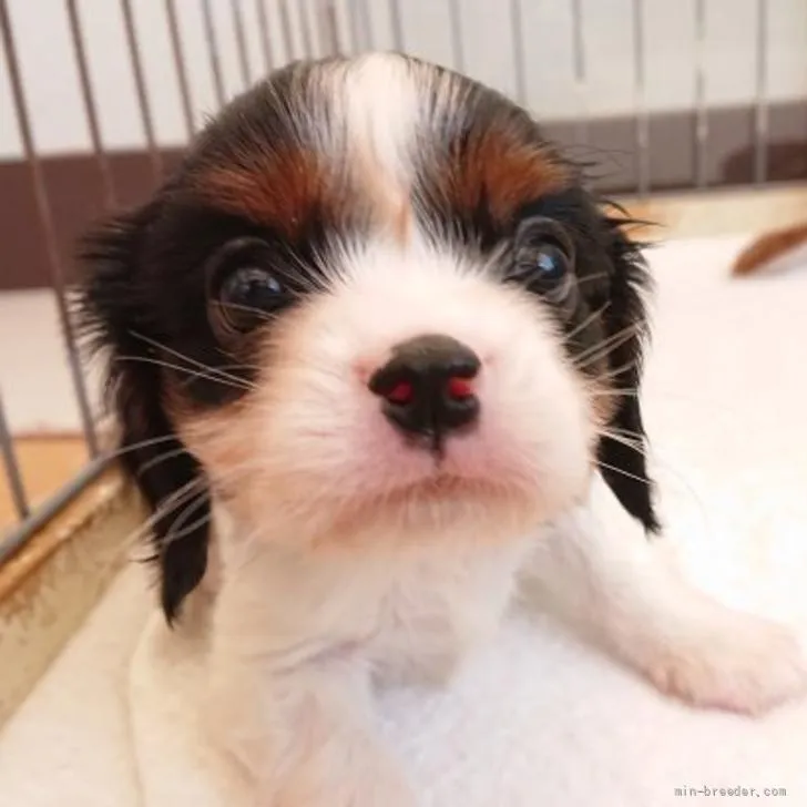 ID:2205-03701の子犬