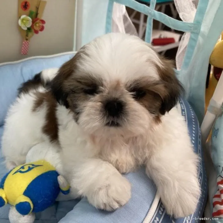 ID:2301-00203の子犬