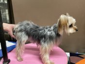 ヨークシャーテリア【・女の子・2023年8月16日・スチールブルー&タン】「性格も良い」