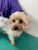 ヨークシャーテリア【・女の子・2022年10月10日・スチールブルー&タン】