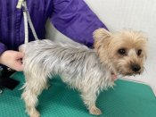 ヨークシャーテリア【・女の子・2022年10月10日・スチールブルー&タン】