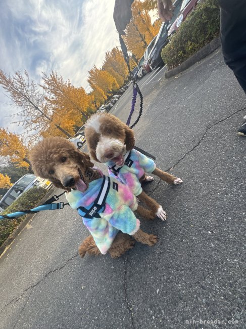 尾高千夢ブリーダー