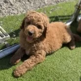 スタンダードプードル