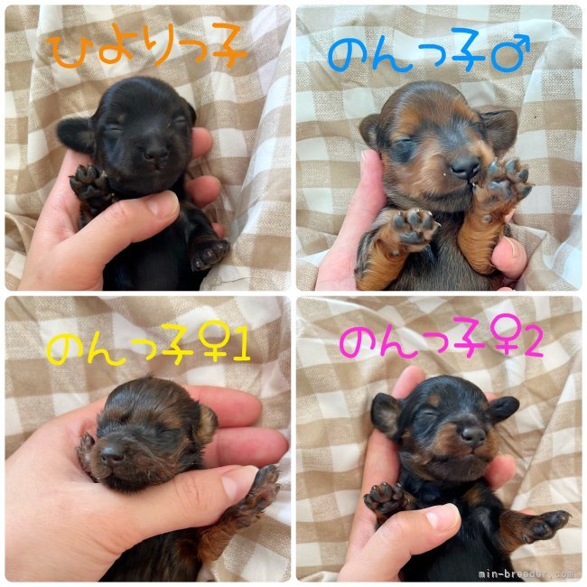 加藤早貴ブリーダーのブログ：生後10日前後✨