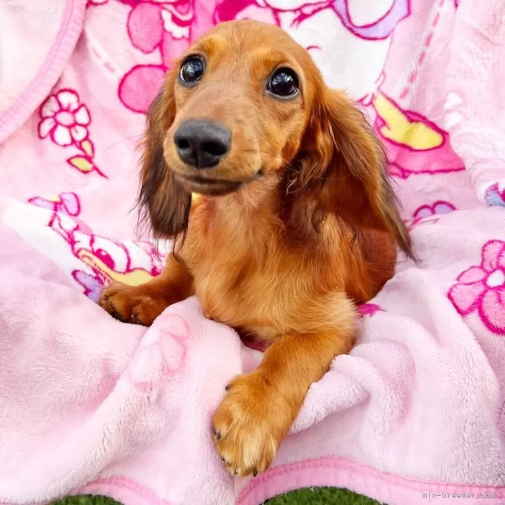 E.K 様のお迎えした子犬