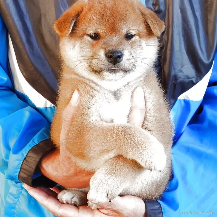 柴犬(標準サイズ)【岡山県・男の子・2025年9月4日・赤】の写真1「やさしい顔元の明るく元気な男の子です。きれいな毛色しています。」