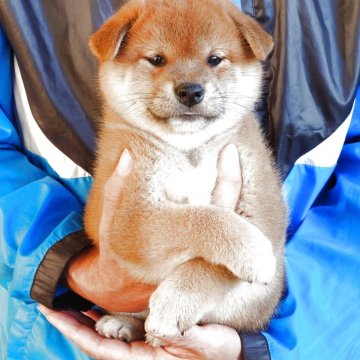 柴犬(標準サイズ)【岡山県・男の子・2025年9月4日・赤】の写真「やさしい顔した明るく元気な男の子です！」