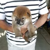 柴犬(標準サイズ)