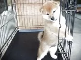 柴犬(標準サイズ)【岡山県・男の子・2025年8月27日・赤】の写真2