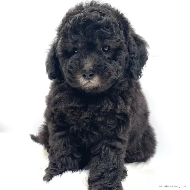 ID:2502-02024の子犬