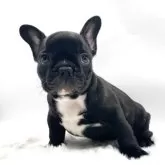 フレンチブルドッグ