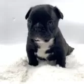 フレンチブルドッグ