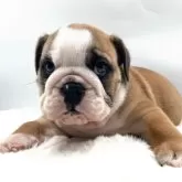 ブルドッグ