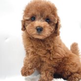 トイプードル(トイ)