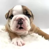 ブルドッグ