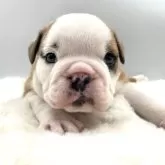 ブルドッグ