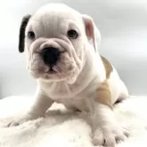 ブルドッグ