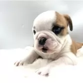 ブルドッグ