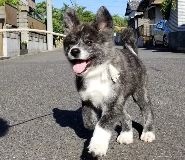 ぞの 様のお迎えした子犬