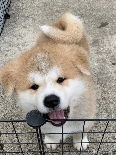 須賀 様のお迎えした子犬