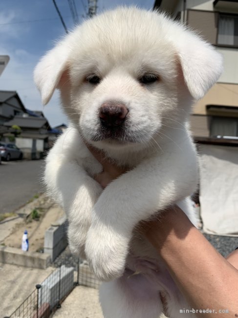 秋田犬 愛知県 男の子 19年3月23日 白 真っ白な美男子 みんなのブリーダー 子犬id 1905 秋田犬 愛知県 男の子 19年3月23日 白 真っ白な美男子 みんなのブリーダー 子犬id 1905
