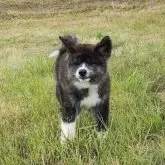 秋田犬【愛知県・男の子・2023年3月3日・赤虎】の写真1「5月25日撮影」