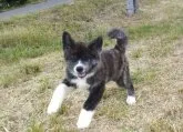 秋田犬【愛知県・男の子・2023年3月3日・赤虎】の写真2「5月25日撮影」