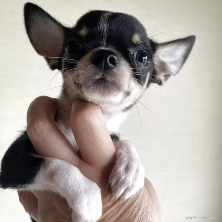 ID:2505-07276の子犬