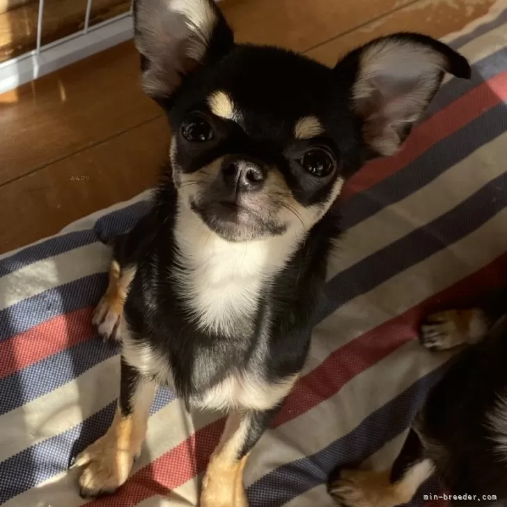 ID:2410-07967の子犬