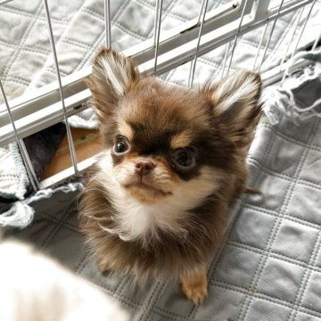 チワワ(ロング)【栃木県・男の子・2025年8月18日・チョコレート&タン】の写真「ヤバい可愛さ💕」