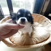 チワワ(ロング)