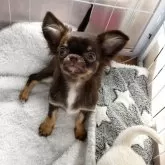 チワワ(ロング)