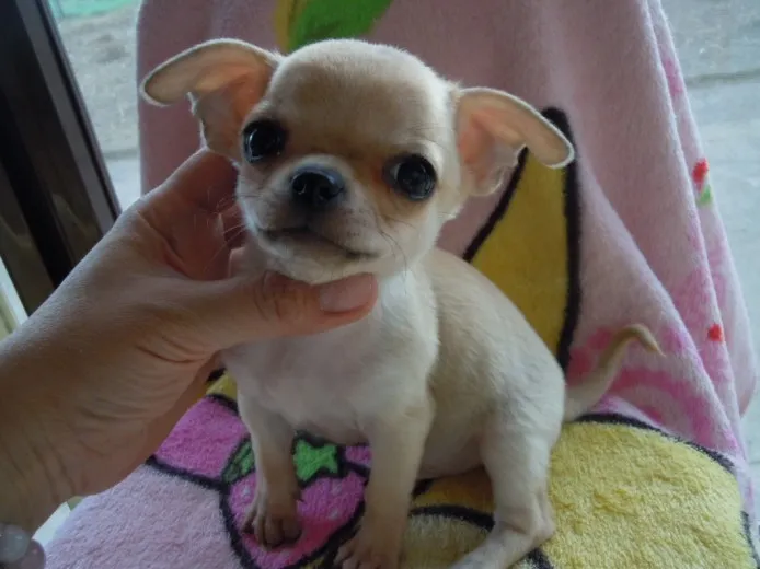 ID:1312-00079の子犬